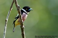 Black-and-yellow Broadbill - Eurylaimus ochromalus