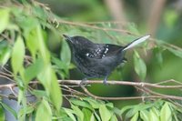 Dot-winged Antwren - Microrhopias quixensis