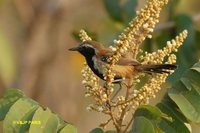 Rusty-backed Antwren - Formicivora rufa