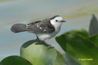 Black-backed Water-Tyrant - Fluvicola albiventer