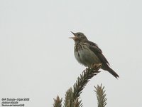 Tree Pipit - Anthus trivialis