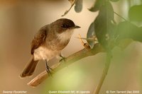 Swamp Flycatcher - Muscicapa aquatica
