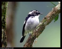Little Pied Flycatcher - Ficedula westermanni