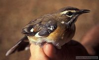 Bearded Scrub-Robin - Cercotrichas quadrivirgata