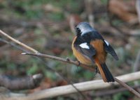 Daurian Redstart - Phoenicurus auroreus