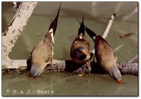 Long-tailed Finch - Poephila acuticauda