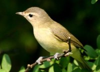 Warbling Vireo - Vireo gilvus