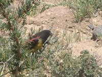 Yellow-rumped Siskin - Carduelis uropygialis