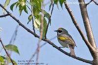 Golden-winged Warbler - Vermivora chrysoptera