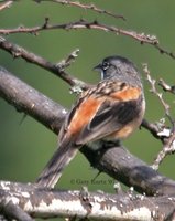 Bridled Sparrow - Aimophila mystacalis