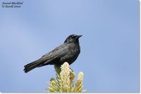 Austral Blackbird - Curaeus curaeus