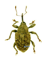 Curculio flavidorsum - 알락밤바구미