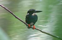 SILVERY KINGFISHER