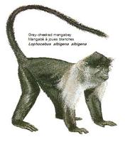 Grey-cheeked mangabey