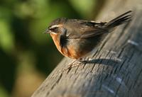 *NEW* Black-and-rufous Warbling-finch