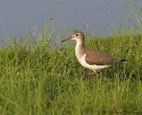 Solitary Sandpiper