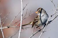 White-crowned Sparrow (immature)