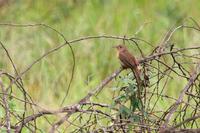 House  wren