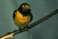 Finch's euphonia