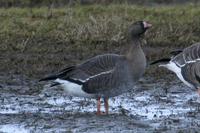 Lesser white-fronted Goose