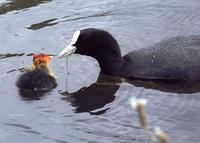 A coot offering some greenery to its chick.