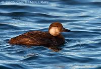 black scoter - female - black scoter - Melanitta nigra