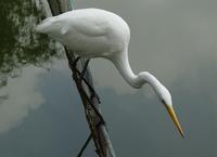 여름철새:: 중백로 [中白鷺, intermediate egret]