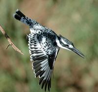 Pied Kingfisher p.222