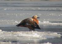 Ruddy Shelduck Tadoma ferruginea 황오리