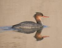 바다비오리 Red-breasted Merganser Mergus serrator