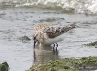 Sanderling Crocethia alba 세가락도요