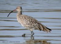 Australian Curlew Numenius madagascariensis 알락꼬리마도요