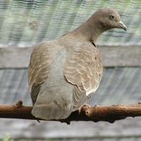 Spotted Pigeon Columba maculosa