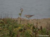 Bécasseau         de Bonaparte (Calidris fuscicollis)