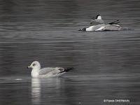 Goéland         à bec cerclé (Larus delawarensis)