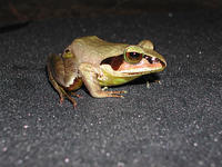 : Aglyptodactylus madagascariensis