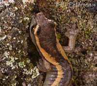 : Bolitoglossa rostrata