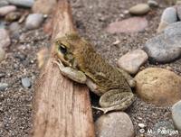 : Bufo poeppigii