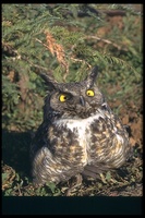 : Bubo virginianus; Great Horned Owl
