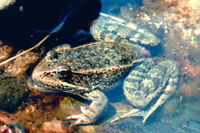 : Rana draytonii; California Red-legged Frog