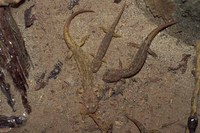 : Rhyacotriton variegatus; Southern Torrent Salamander