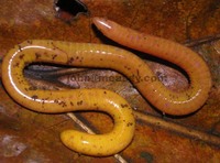 : Schistometopum thomense; Sao Tome Caecilian