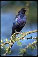 : Lamprotornis purpuropterus; Ruppell's Long Tailed Starling