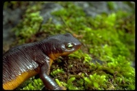 : Taricha torosa torosa; Coast Range Newt