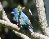 : Passerina cyanea; Indigo Bunting