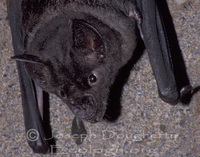 : Chrotopterus auritus; Big-eared Woolly Bat