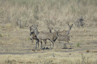 : Tragelaphus strepsiceros; Greater Kudu