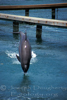 : Tursiops truncatus; Bottlenose Dolphin