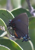 : Atlides halesus estesi; Great Purple Hairstreak