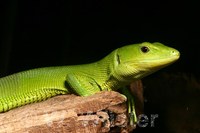 : Gastropholis prasina; Green Keel-bellied Lizard